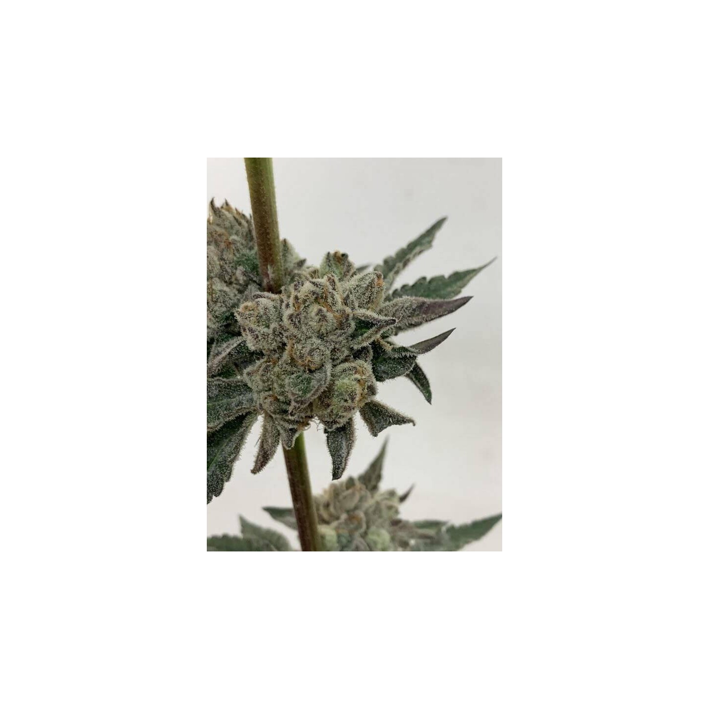 Blueprint S1 Feminizada de Purple City Genetics