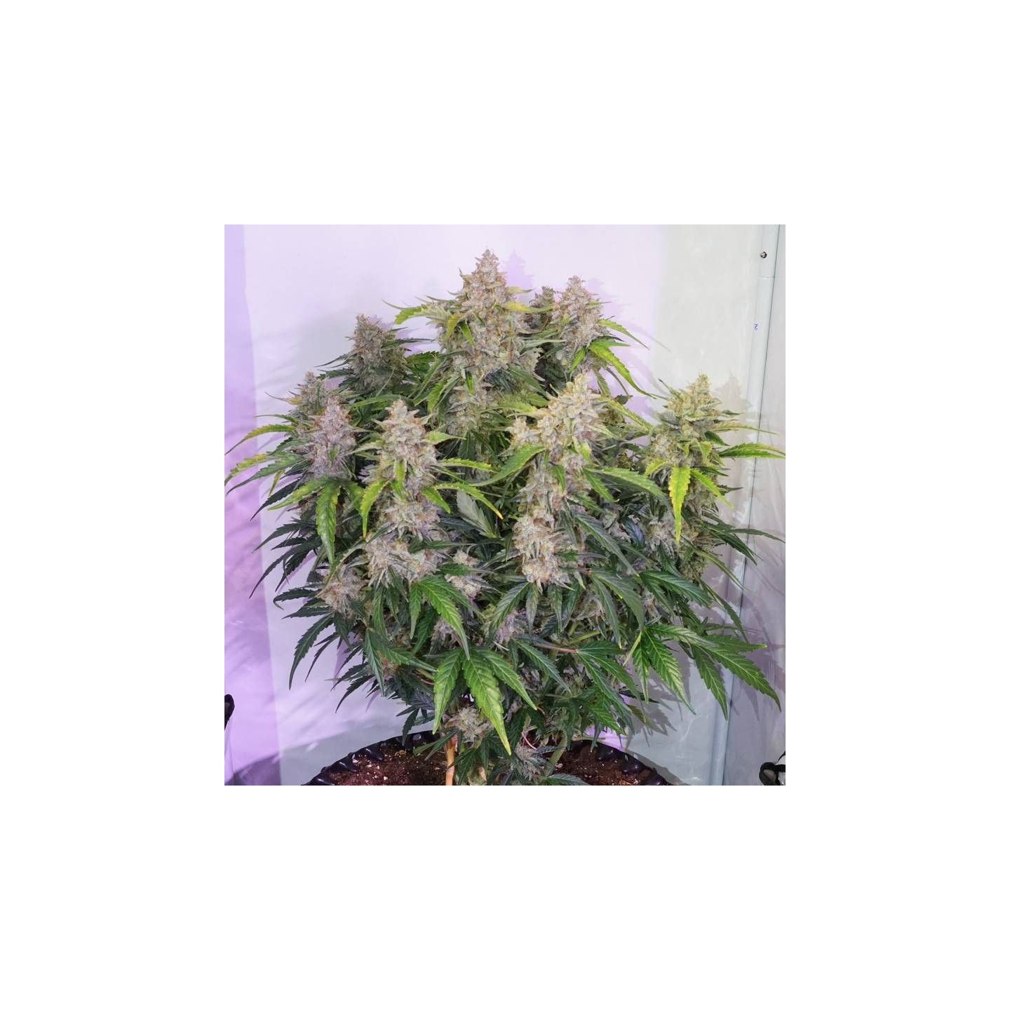 Skywalker Haze de Dutch Passion