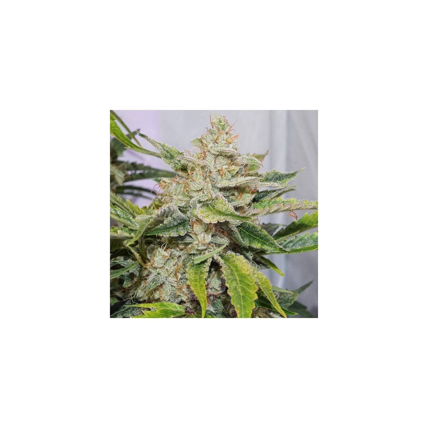 Skywalker Haze de Dutch Passion
