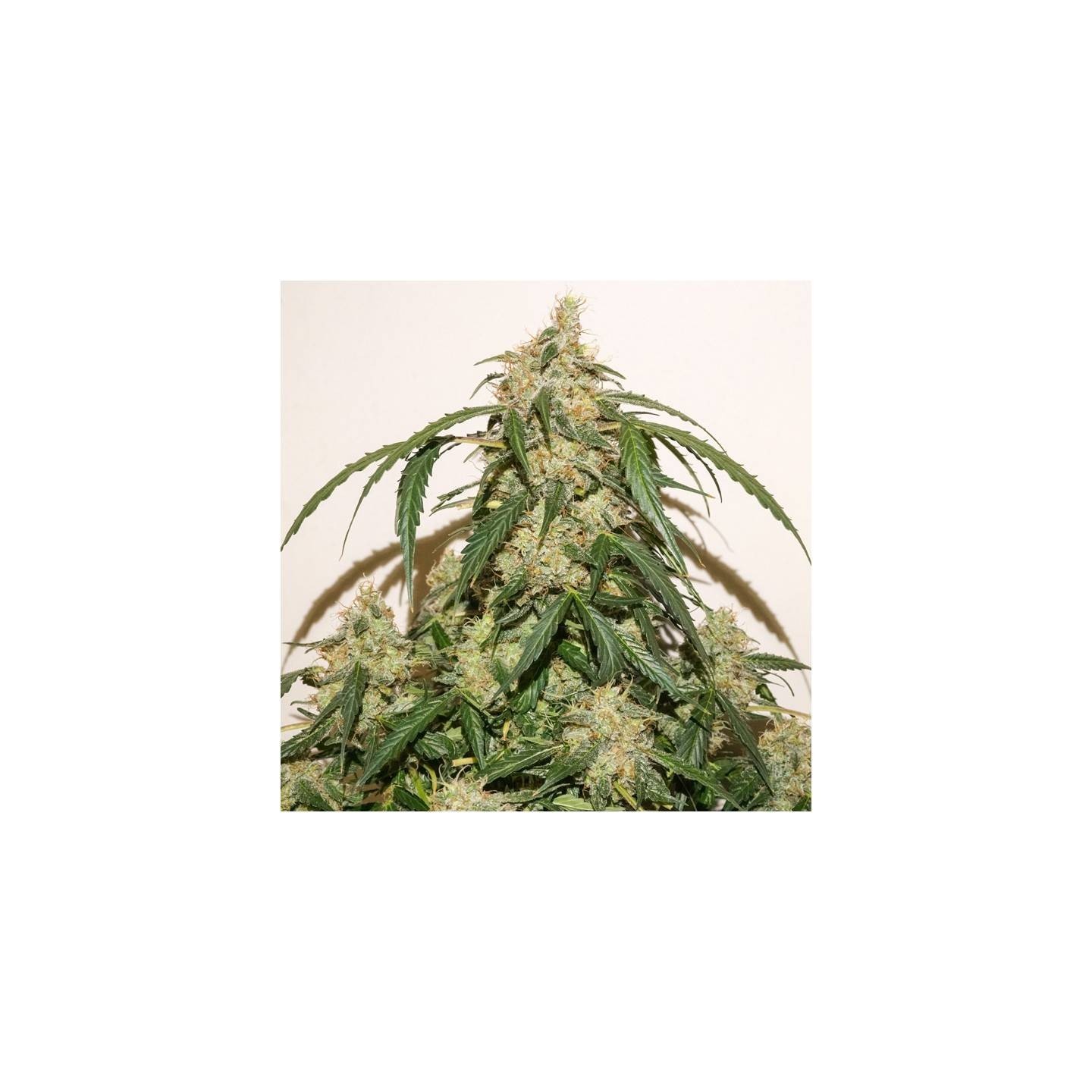 Skywalker Haze de Dutch Passion