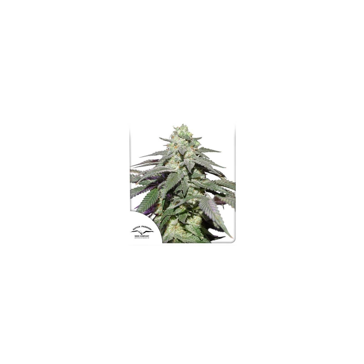 Skywalker Haze de Dutch Passion