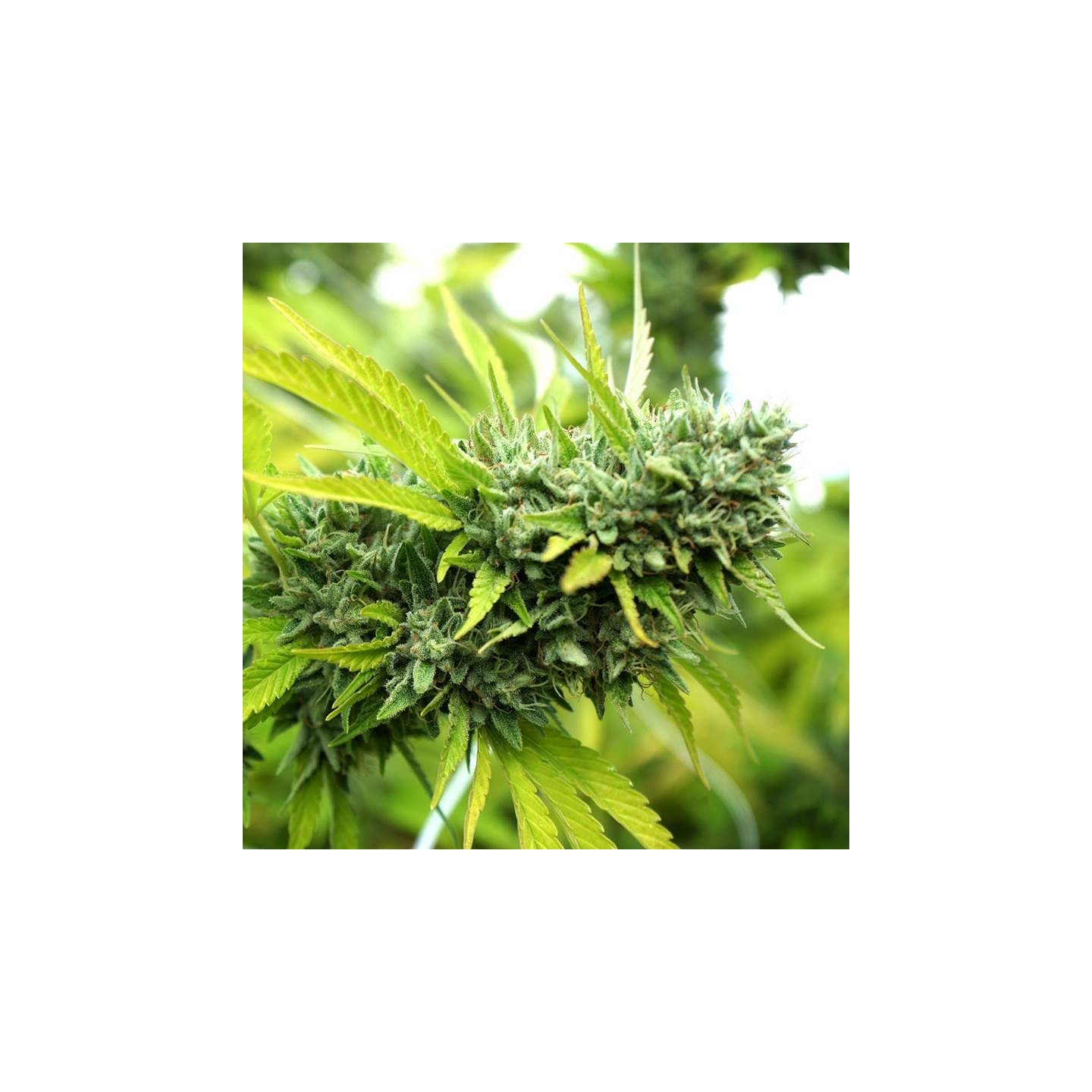 Mango OG Auto de Humboldt Seeds