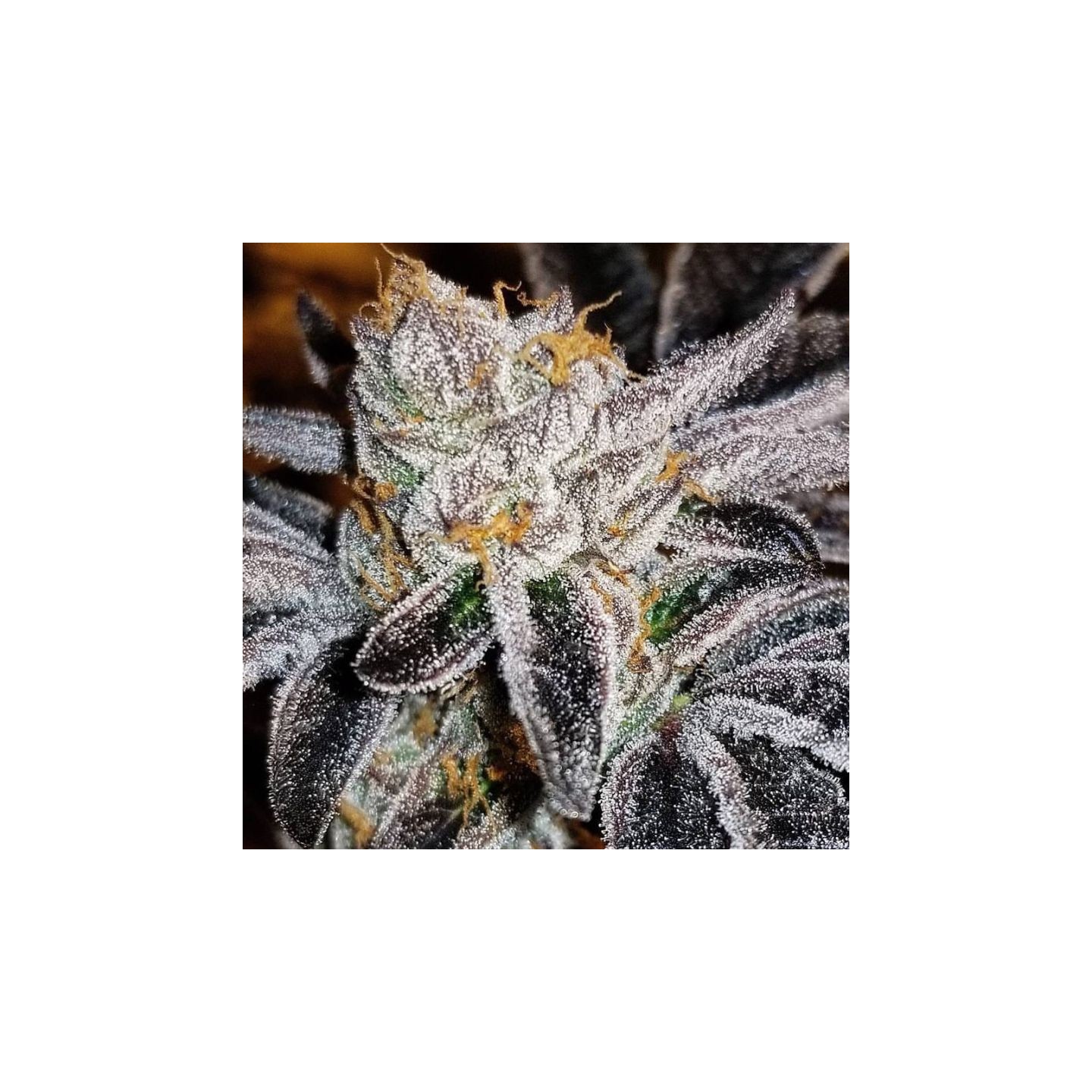 Fresh Pressed Runtz de Purple City Genetics