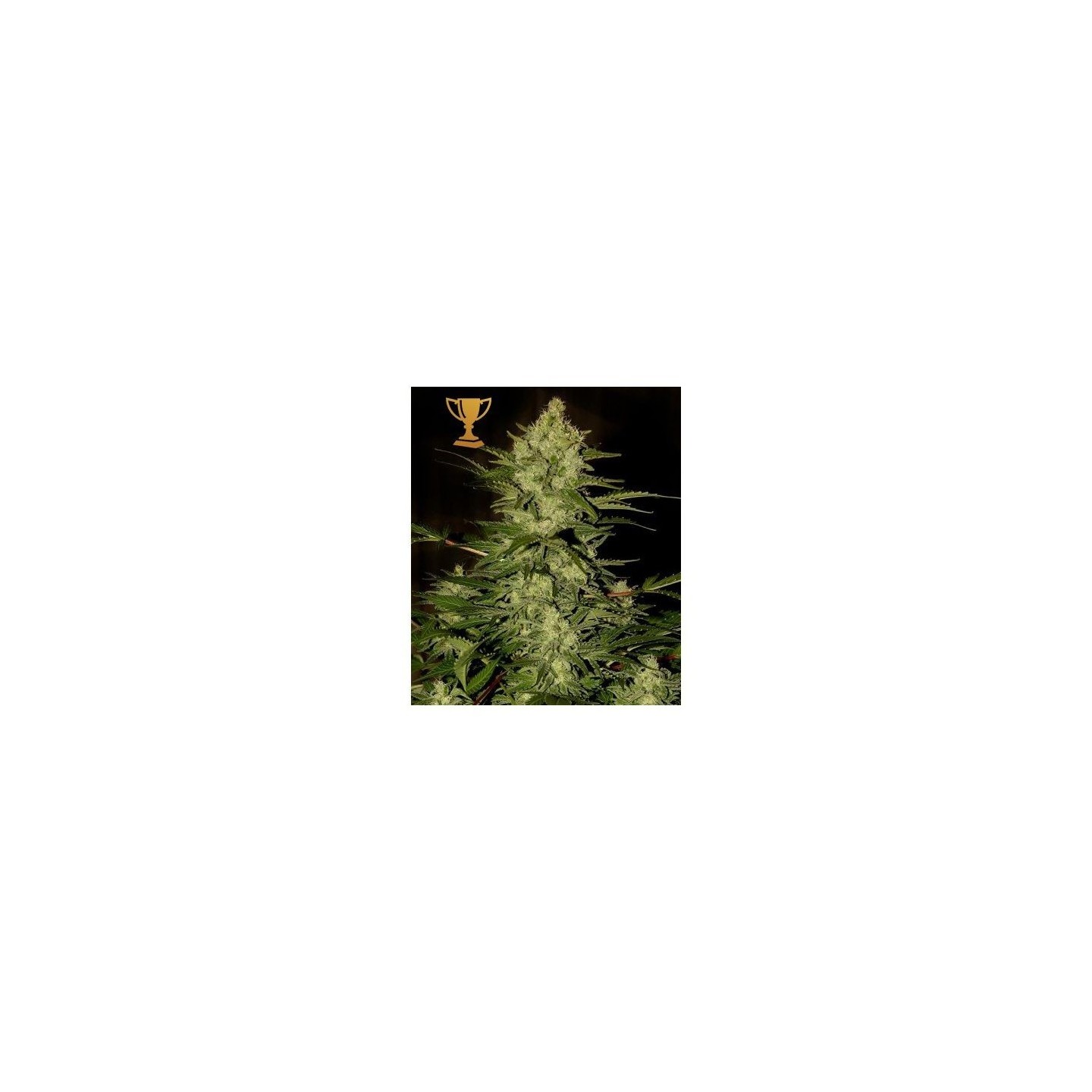 Mr. Amnesia Mass Fem de Mr. Hide Seeds