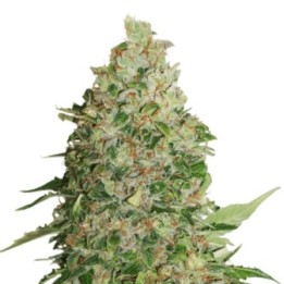 Gorilla Cookies de Seed Stockers