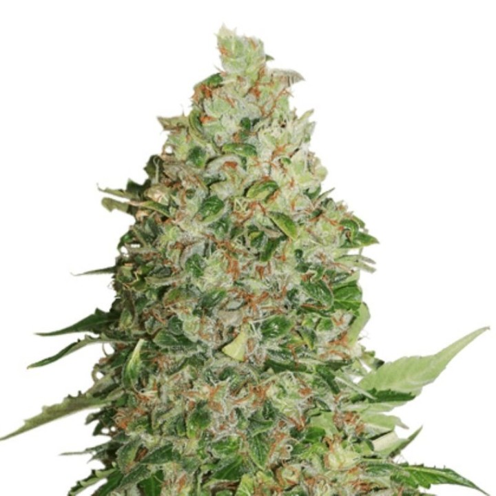Green Crack de Seed Stockers