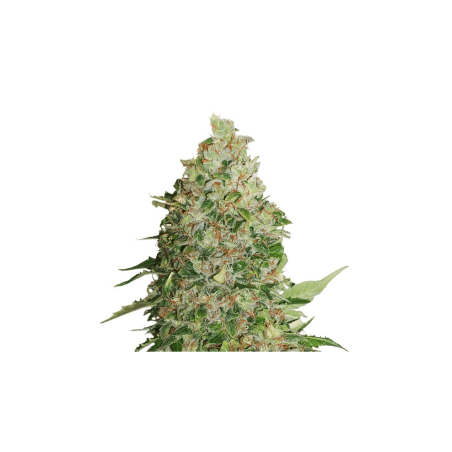 Green Crack de Seed Stockers