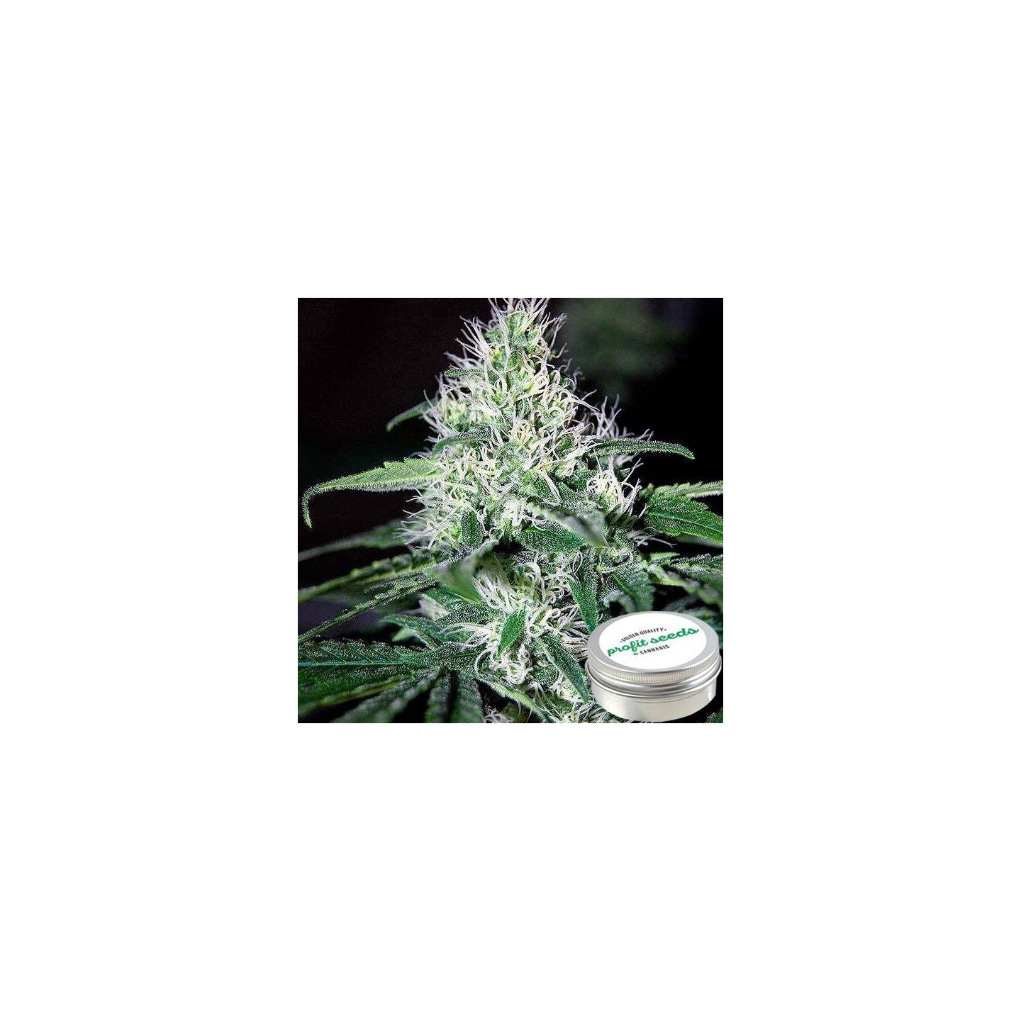 Critical Widow Feminizada Profit Seeds de Profit Seeds