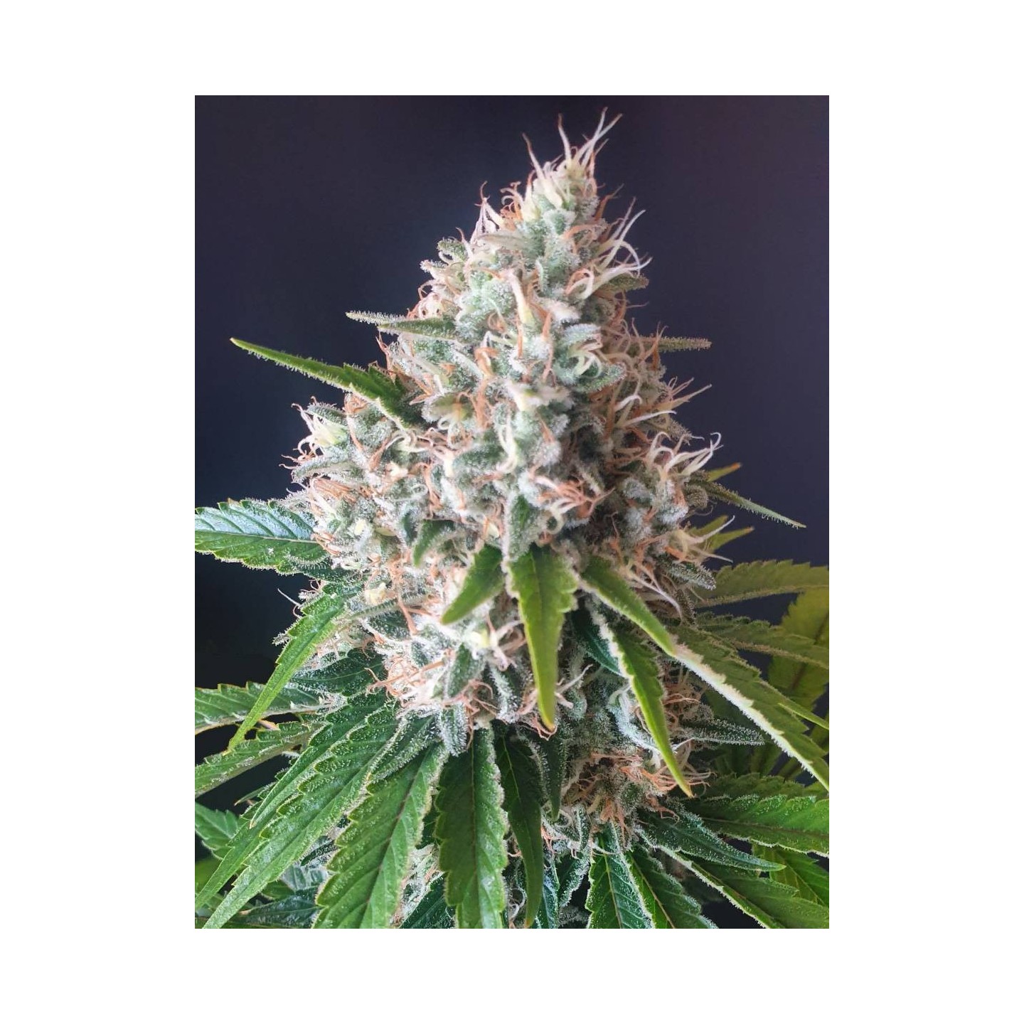 Gorilla 2.2 - OS de Genericos MP