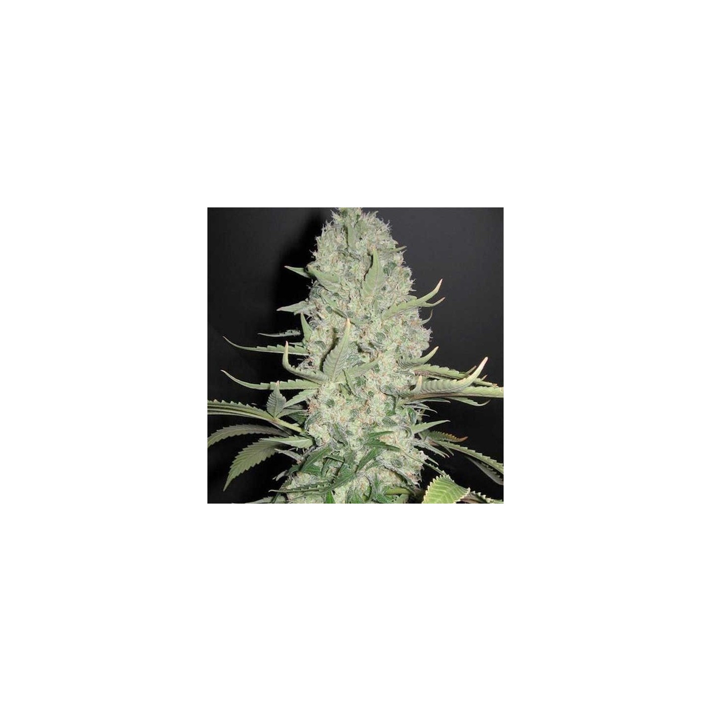 White Widow Feminizada (a granel) - OS de Genericos MP
