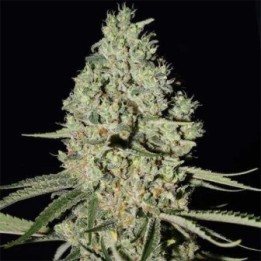 Critical Widow Feminizada (a Granel) - MG de Genericos MP