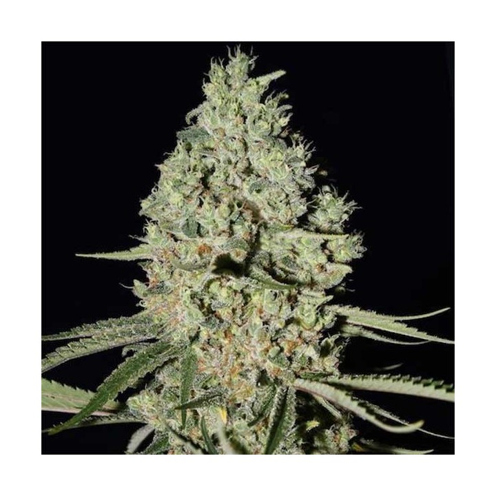 Critical Widow Feminizada (a Granel) - MG de Genericos MP