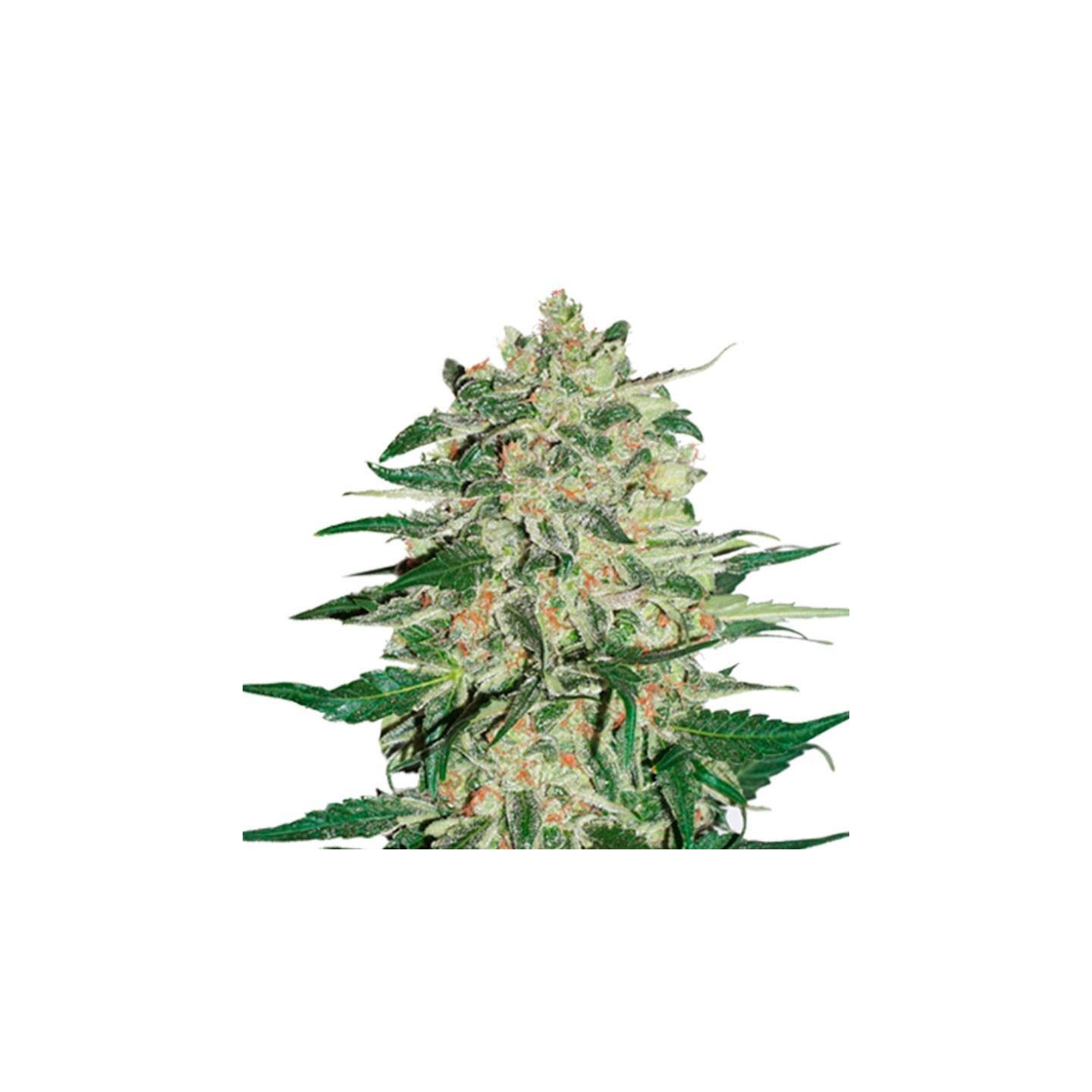 Big Bud Feminizada Granel - OS de Genericos MP
