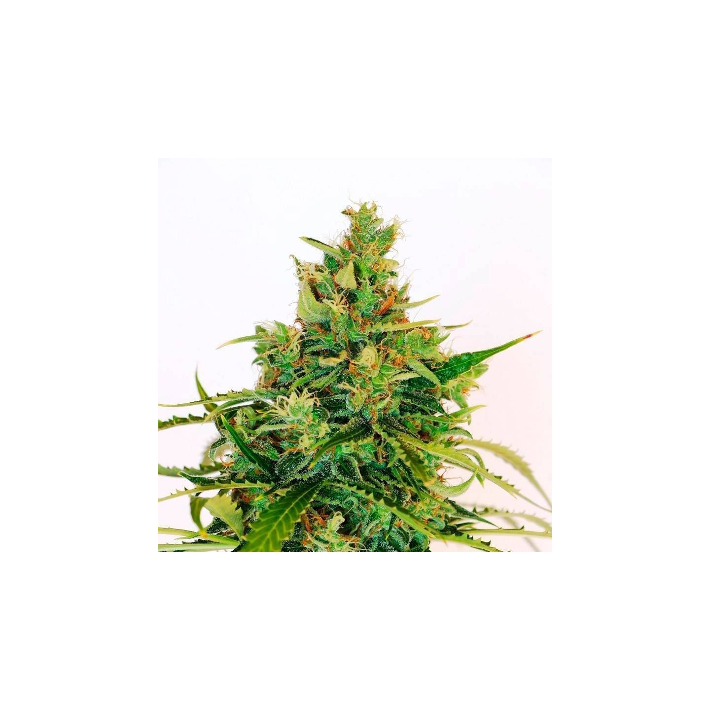 Amnesia Lemon - OS de Genericos MP