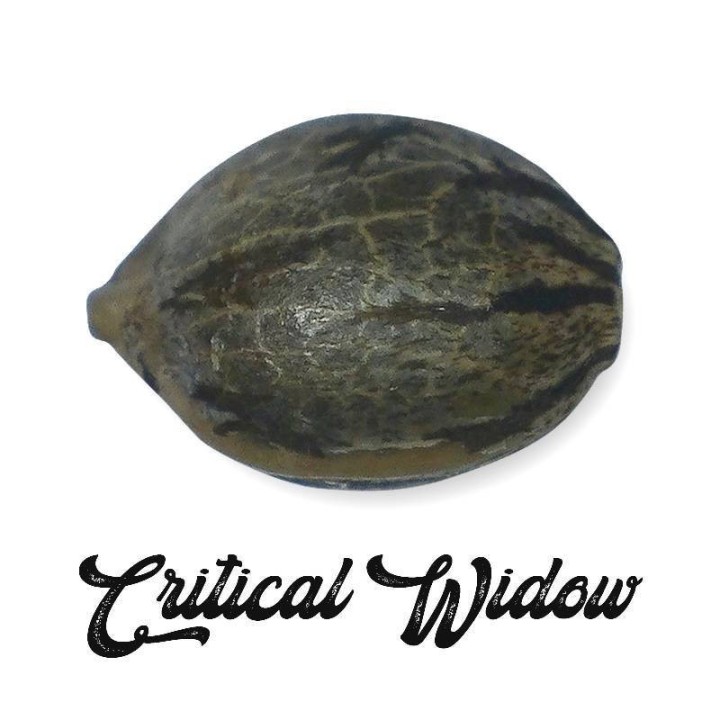 Critical Widow Feminizada (a Granel) - MG de Genericos MP