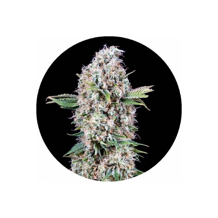 Melon Gum OS