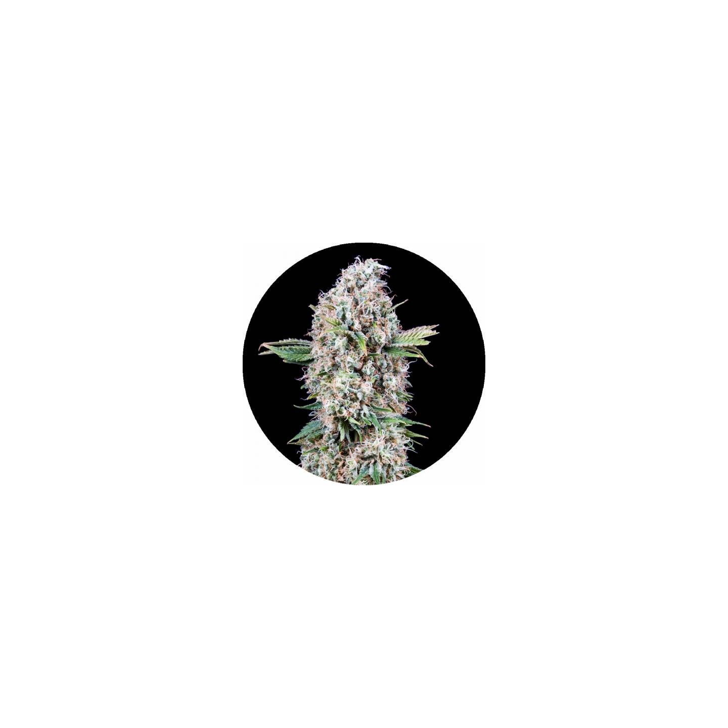 Melon Gum OS