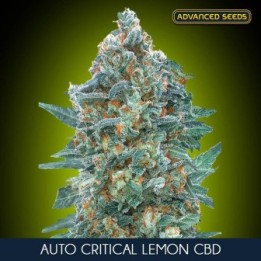 Auto Critical Lemon CBD