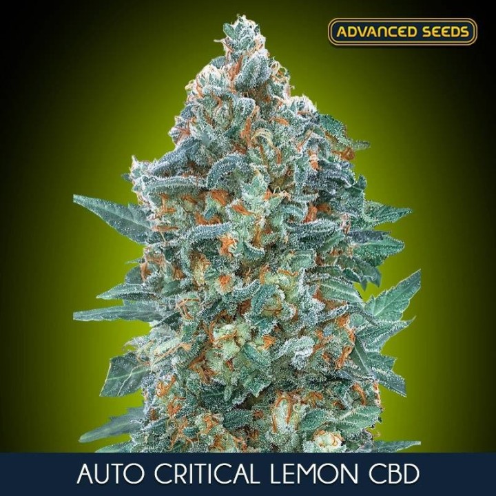 Auto Critical Lemon CBD