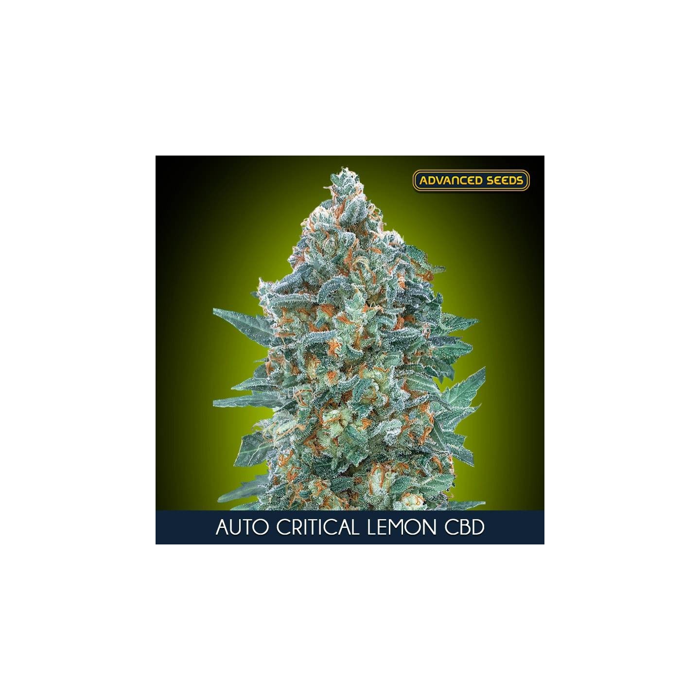 Auto Critical Lemon CBD