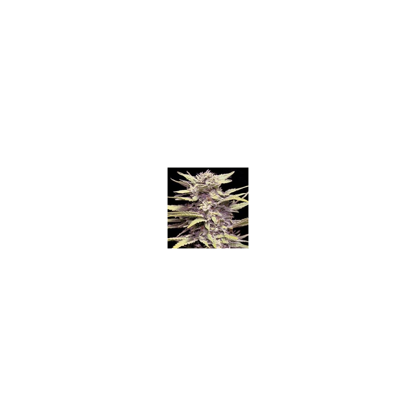 G13 LABS SEEDS BLUEBERRY GUM 5 semillas femeninas