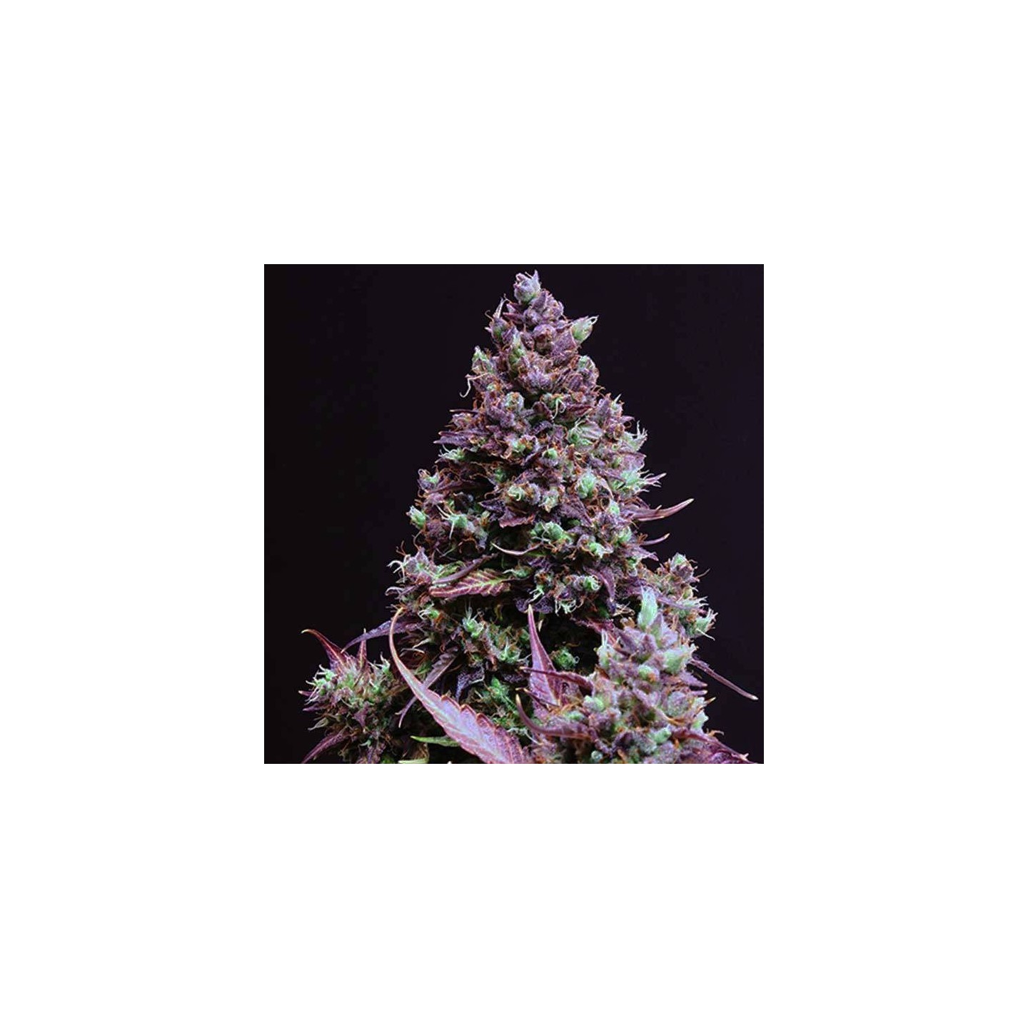 CARAMEL AUTO