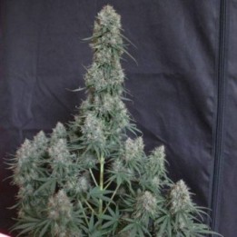 Blueberry Auto Optima seeds, MatillaPlant