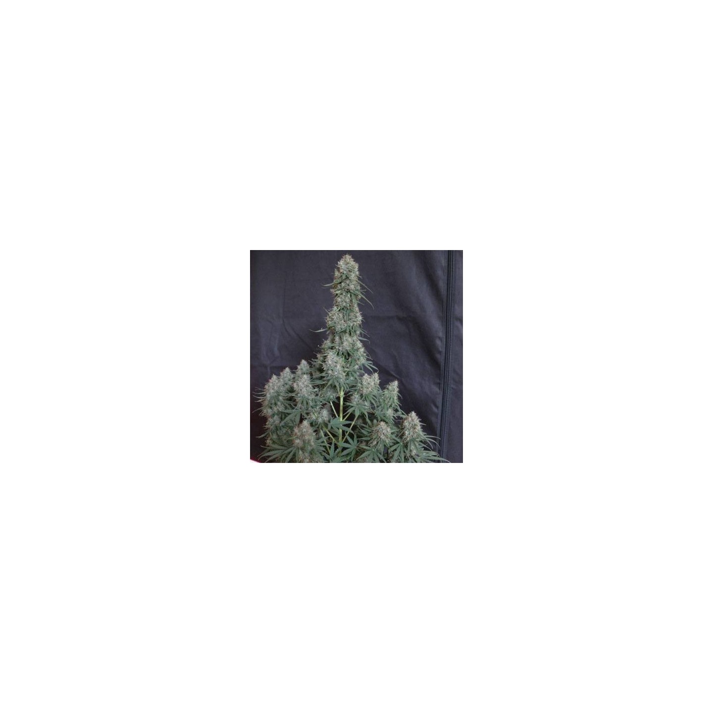 Blueberry Auto Optima seeds, MatillaPlant