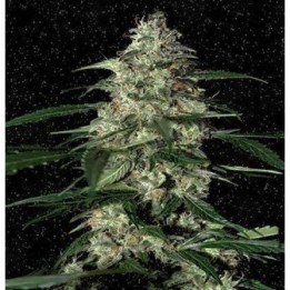 Auto skunk | Producciones bestiales | MatillaPlant