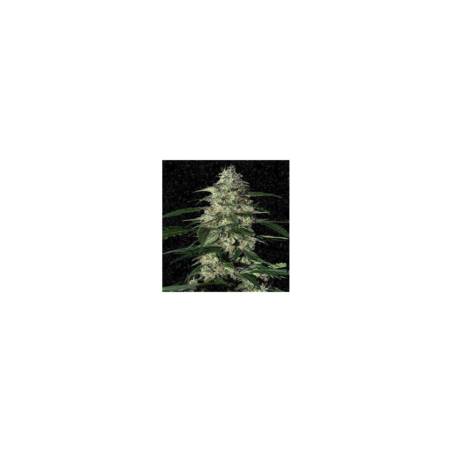 Auto skunk | Producciones bestiales | MatillaPlant