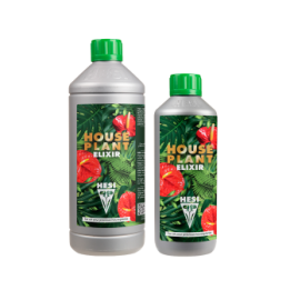 HOUSE PLANT DE HESI