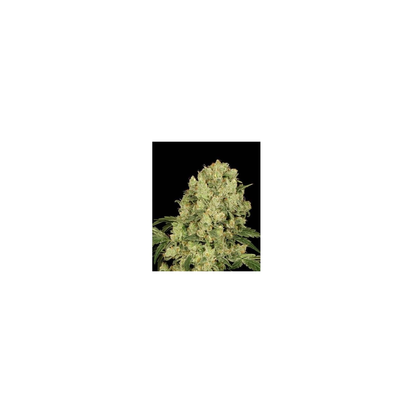 Ak Full Auto | Sumo Seeds | Semillas Autoflorecientes | Precio ☑️