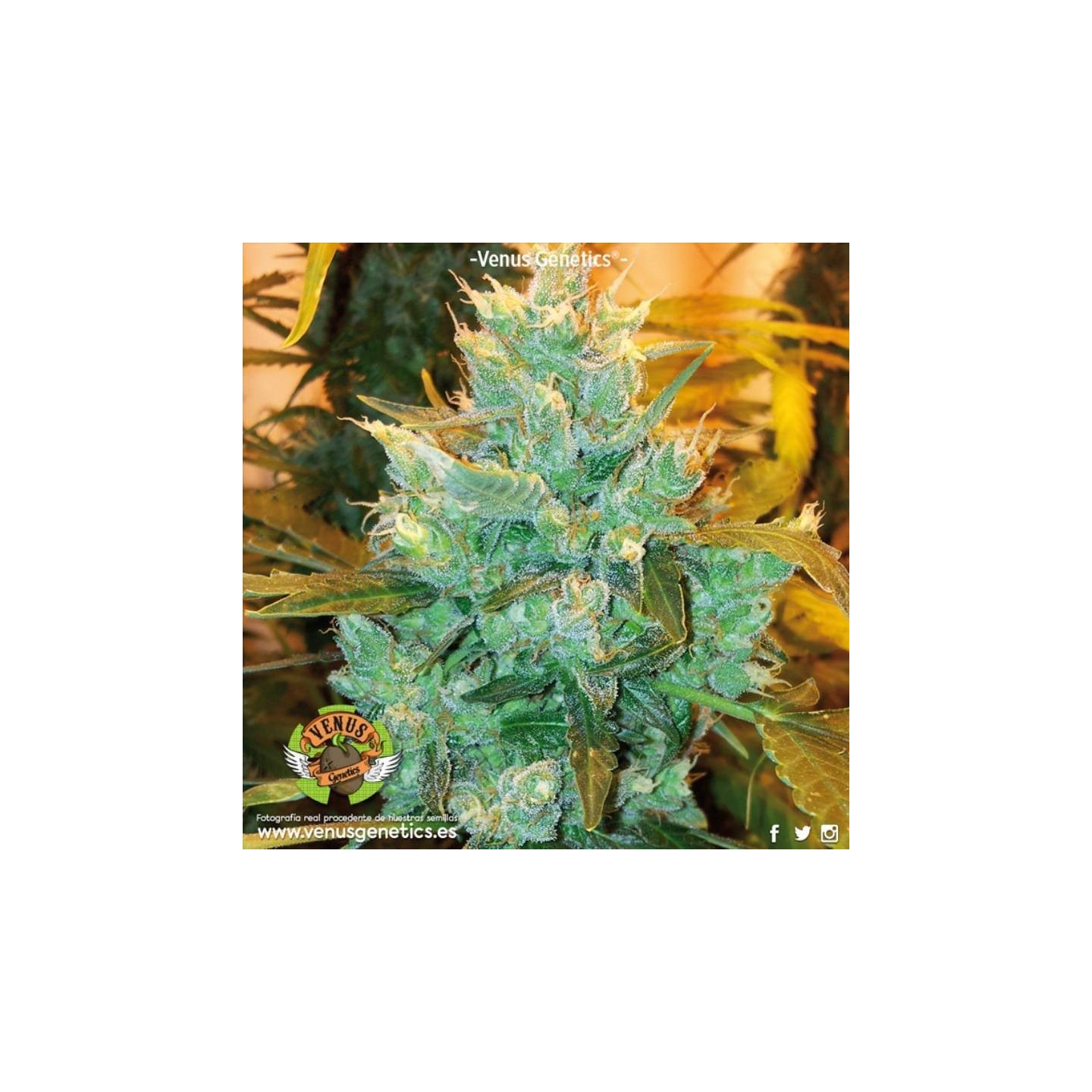 Afgan Ryder Autofloreciente Feminizada de Venus Genetics