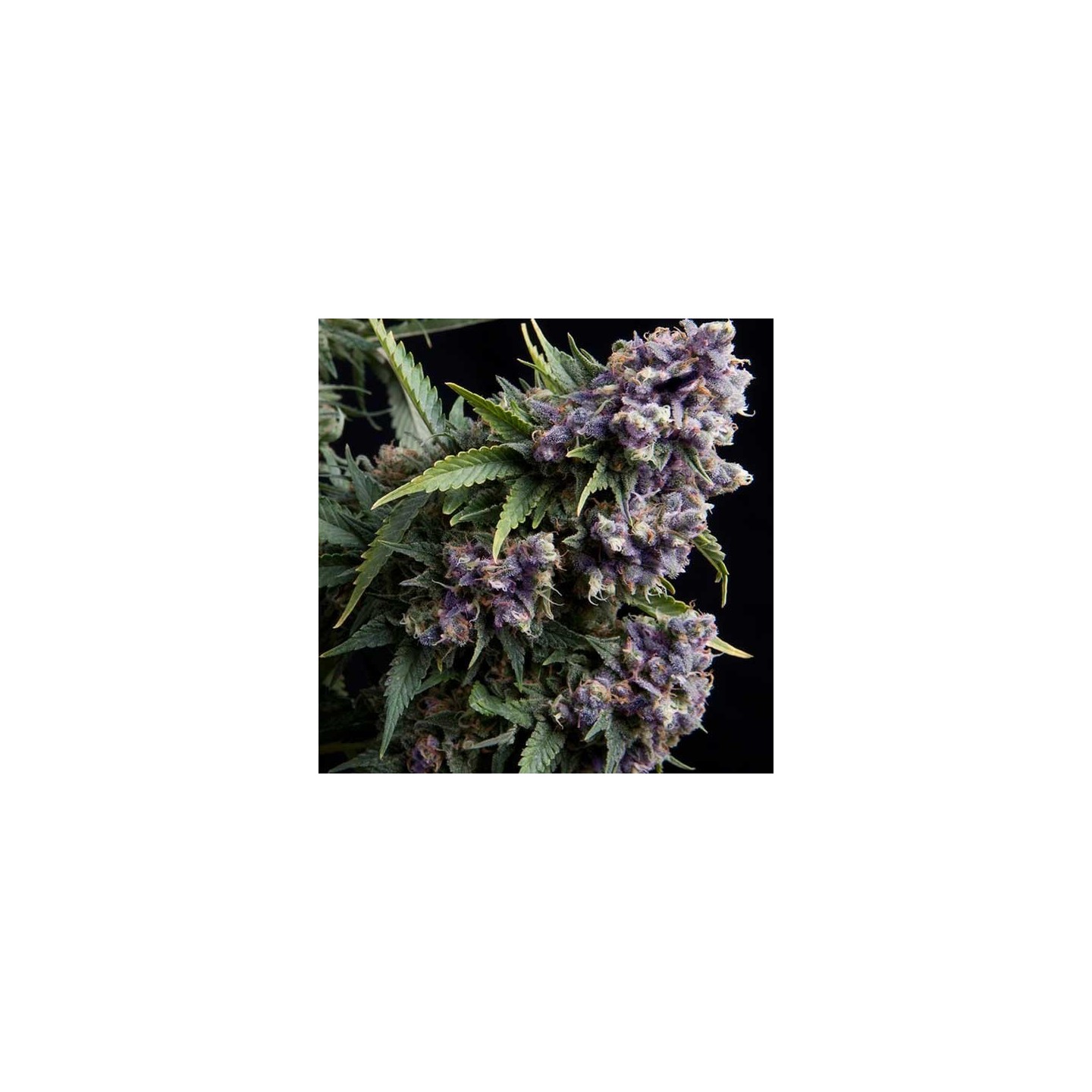 Purple Autofloreciente Feminizada de Original Sensible
