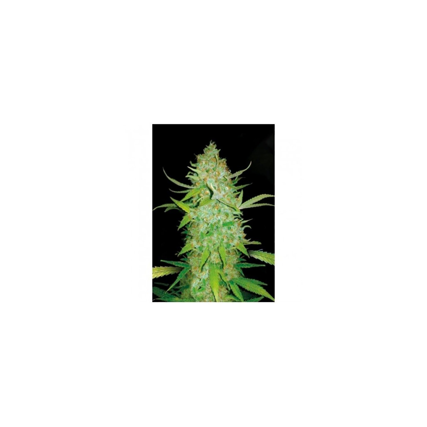 AK-47 Autofloreciente Feminizada de Bulk Seeds Bank