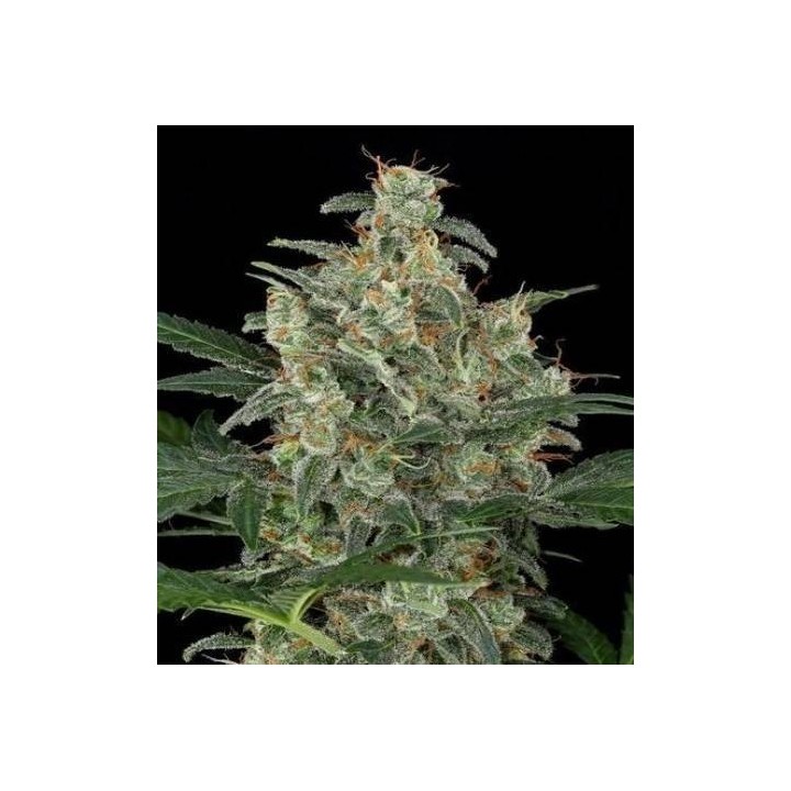 Cheese Auto de granel