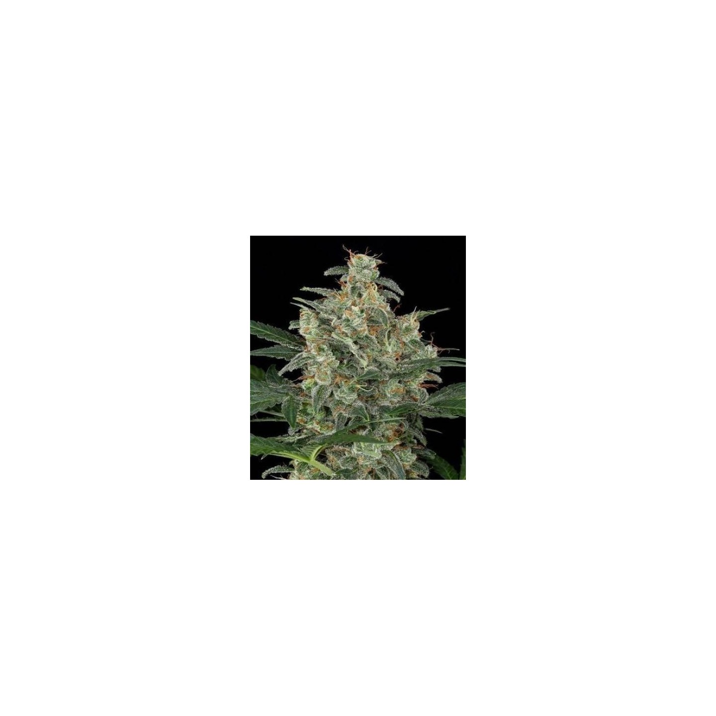 Cheese Auto de granel