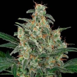 ▷ Comprar Cheese granel Optima Seeds  - MatillaPlant
