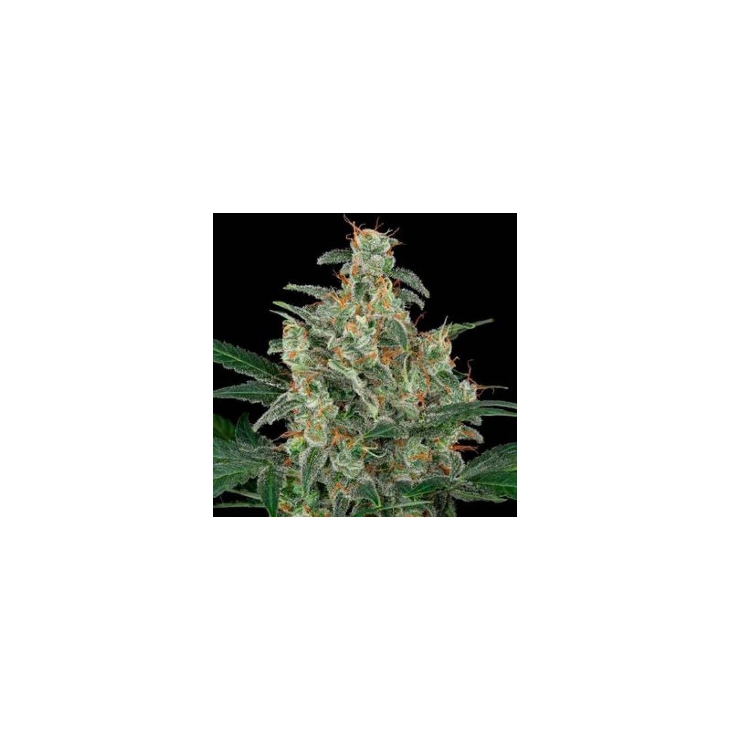 ▷ Comprar Cheese granel Optima Seeds  - MatillaPlant