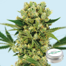 Amnesia Haze Feminizada Profit Seeds de Profit Seeds