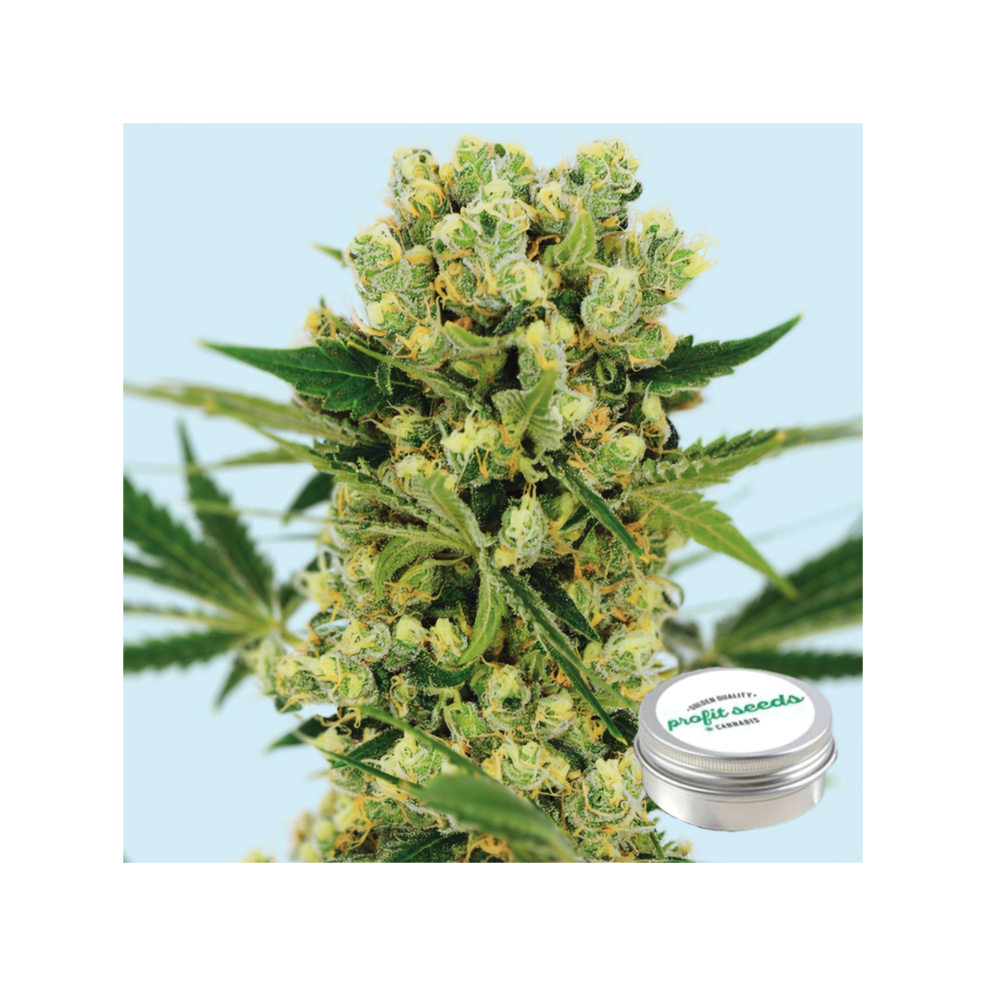 Amnesia Haze Feminizada Profit Seeds de Profit Seeds