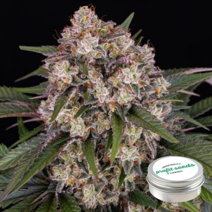 og kush profit seeds