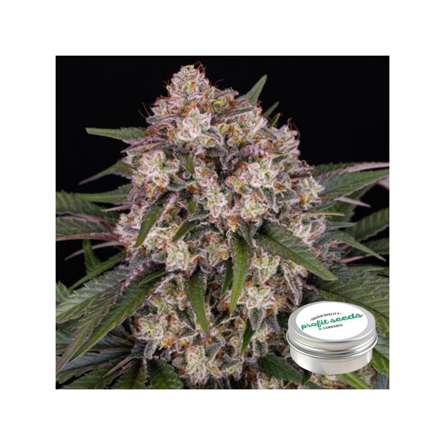 og kush profit seeds