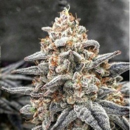 Wedding Cake - OS