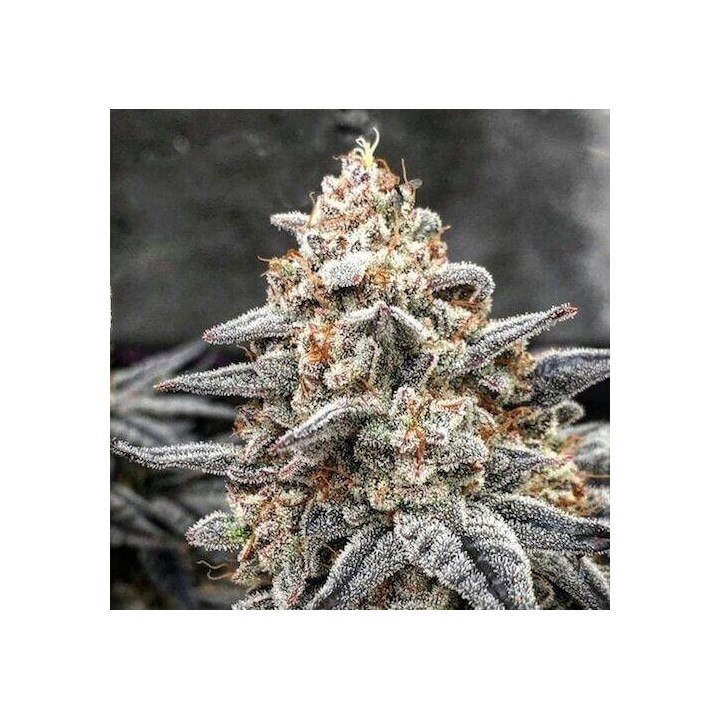 Wedding Cake - OS