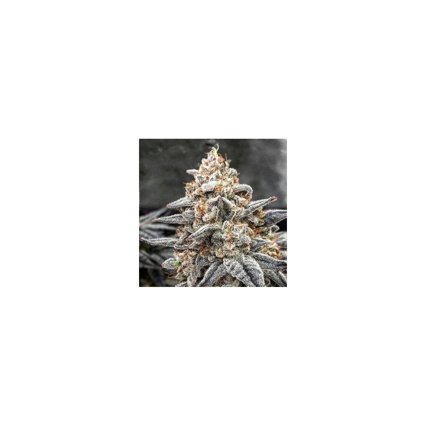 Wedding Cake - OS