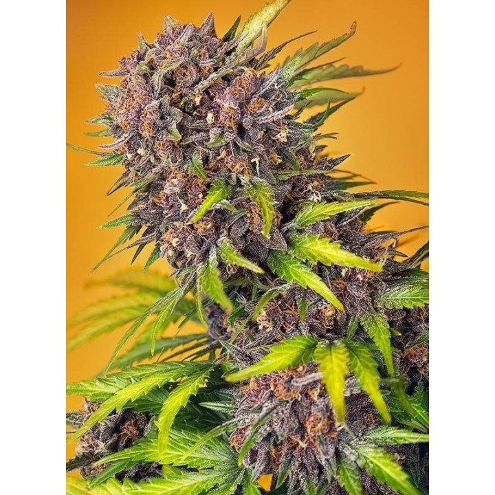 Diablo Rojo XL Auto Sweet Seeds