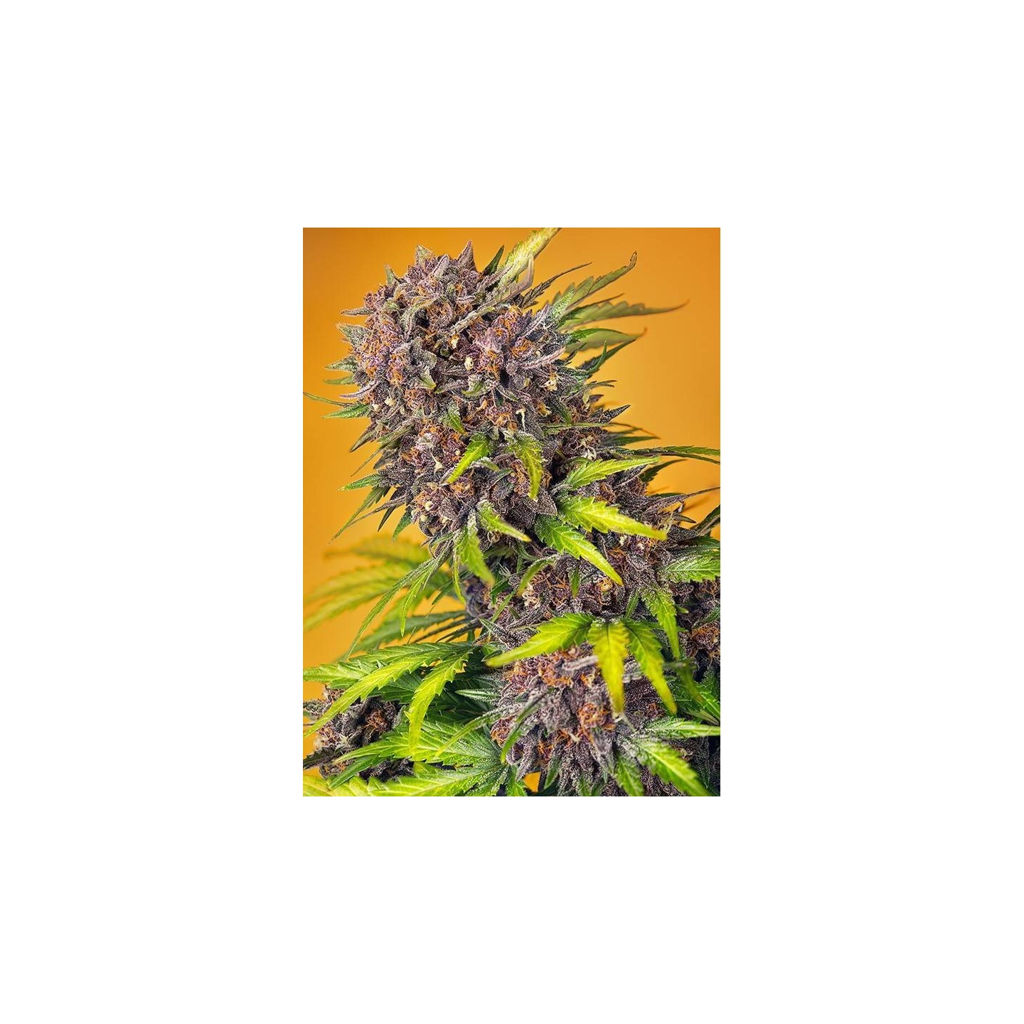 Diablo Rojo XL Auto Sweet Seeds