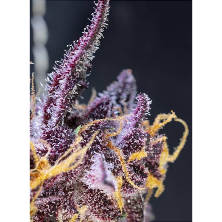 Diablo Rojo XL Auto Sweet Seeds