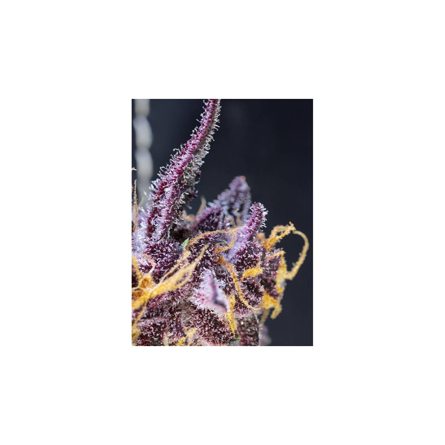 Diablo Rojo XL Auto Sweet Seeds